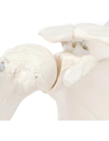 Modelo de Brazo Esquelético Humano Axis Scientific 71 cm