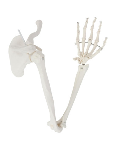 Modelo de Brazo Esquelético Humano Axis Scientific 71 cm
