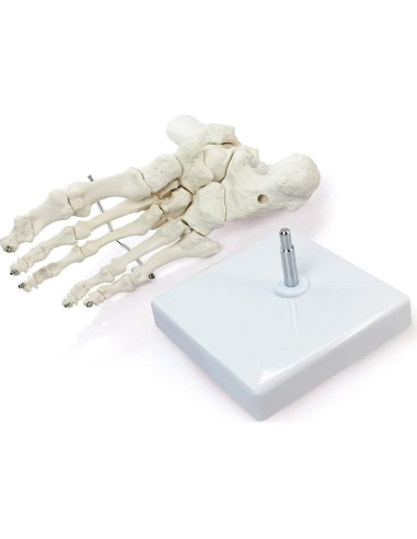 Modelo de Pie Humano Articulado HADWYN 16x22.8 cm Anatomía Médica