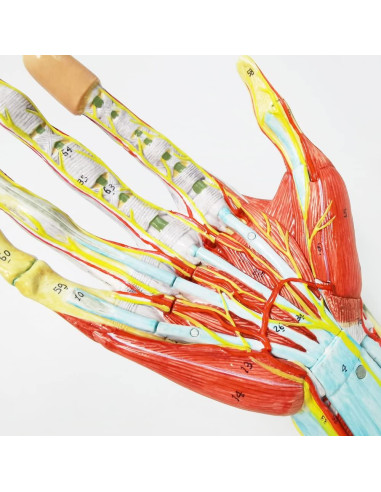 Modelo Esquelético de Mano Humana Evotech 7 Piezas 22.8x16cm