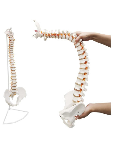Modelo de Columna Vertebral Humana Ultrassist 86 cm con Soporte