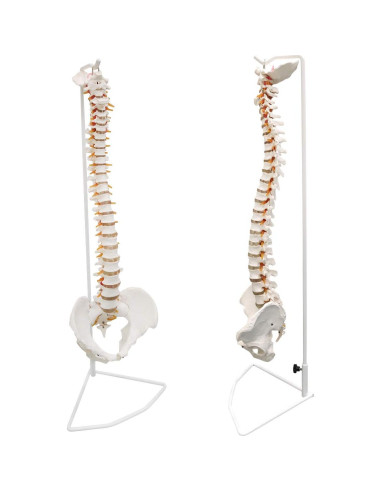 Modelo de Columna Vertebral Humana Ultrassist 86 cm con Soporte