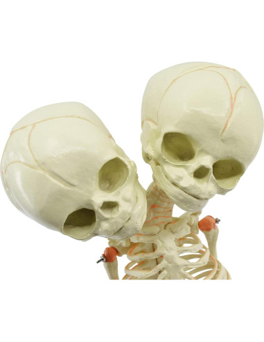 Modelo de Esqueleto de Feto Infantil EISCO 38 cm - Cráneo Gemelo