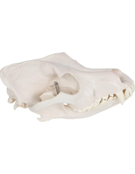 Modelo Cráneo Canino Anatómico Wellden - Tamaño Real PVC Modelo Cráneo Canino Anatómico Wellden - Tamaño Real PVC