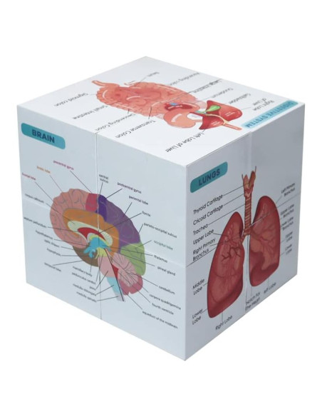 Cubo de Anatomía Humana Aliwovo 9 Partes 9.98cm Estudio Cubo de Anatomía Humana Aliwovo 9 Partes 9.98cm Estudio