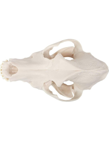 Modelo Cráneo Canino Anatómico Wellden - Tamaño Real PVC