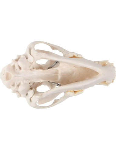 Modelo Cráneo Canino Anatómico Wellden - Tamaño Real PVC