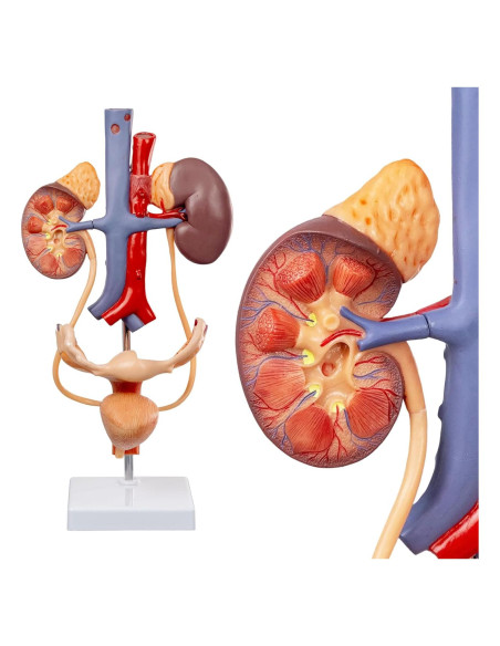 Modelo Anatómico del Sistema Reproductor y Urinario Femenino Evotech Scientific 3 Partes Modelo Anatómico del Sistema Reproductor y Urinario Femenino Evotech Scientific 3 Partes