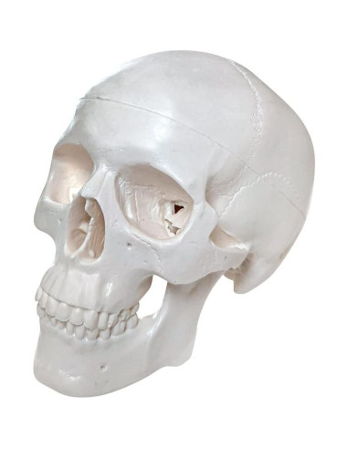 Esqueleto Humano Miniatura Disarticulado Axis Scientific - Modelo Anatómico Detallado