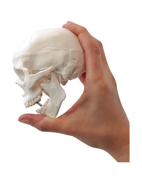 Esqueleto Humano Miniatura Disarticulado Axis Scientific - Modelo Anatómico Detallado Esqueleto Humano Miniatura Disarticulado Axis Scientific - Modelo Anatómico Detallado