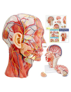 Modelo Anatómico de Cabeza Humana EVOTECH con Cerebro Removible