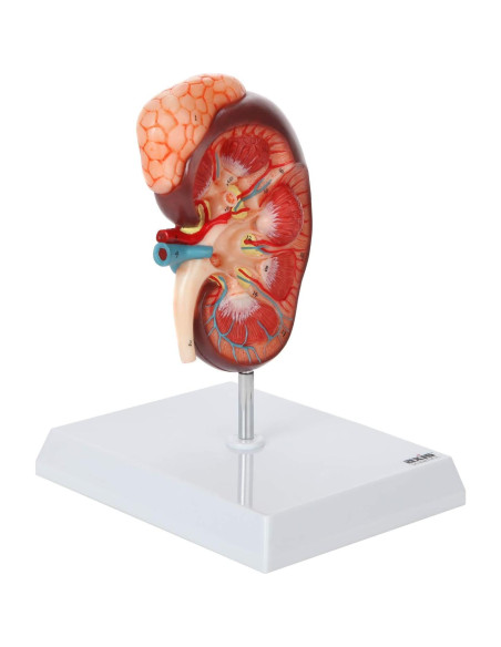 Modelo de Anatomía del Riñón Axis Scientific 16 cm con Glándula Suprarrenal Modelo de Anatomía del Riñón Axis Scientific 16 cm con Glándula Suprarrenal