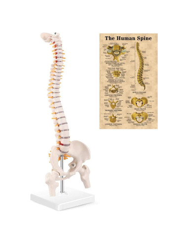 Modelo Mini de Columna Vertebral MIIRR 38.1 cm PVC