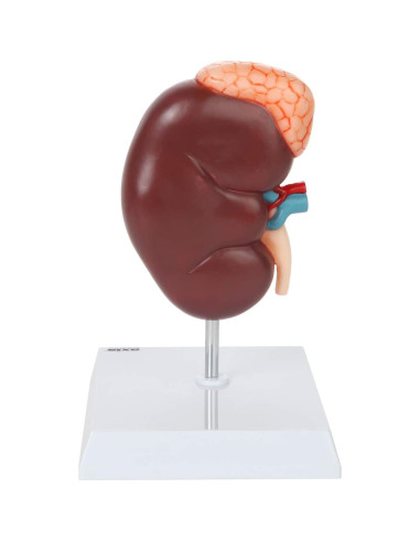 Modelo de Anatomía del Riñón Axis Scientific 16 cm con Glándula Suprarrenal
