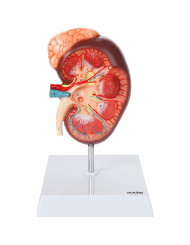 Modelo de Anatomía del Riñón Axis Scientific 16 cm con Glándula Suprarrenal