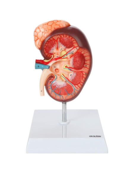 Modelo de Anatomía del Riñón Axis Scientific 16 cm con Glándula Suprarrenal Modelo de Anatomía del Riñón Axis Scientific 16 cm con Glándula Suprarrenal