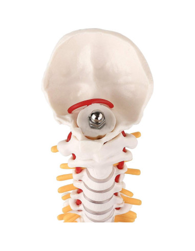 Modelo Mini de Columna Vertebral MIIRR 38.1 cm PVC