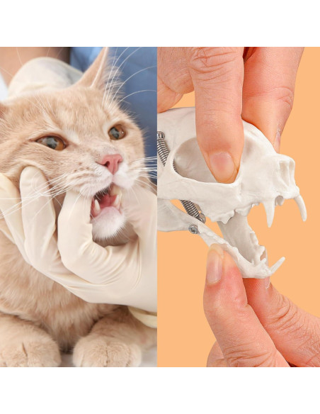 Modelo Esqueleto Gato Pequeño SimCoach - Herramienta Educativa Modelo Esqueleto Gato Pequeño SimCoach - Herramienta Educativa