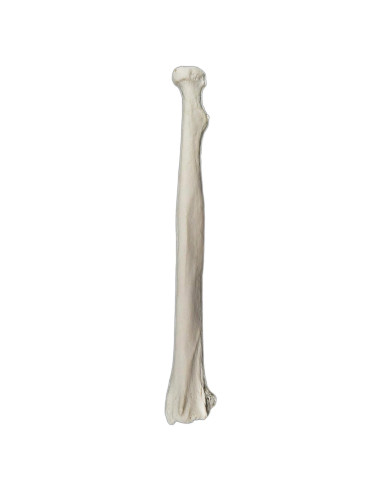 Modelo de Hueso Radial Izquierdo hBARSCI - Réplica Anatómica