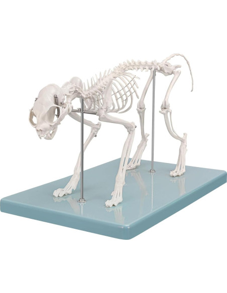 Modelo Esqueleto Gato Pequeño SimCoach - Herramienta Educativa Modelo Esqueleto Gato Pequeño SimCoach - Herramienta Educativa