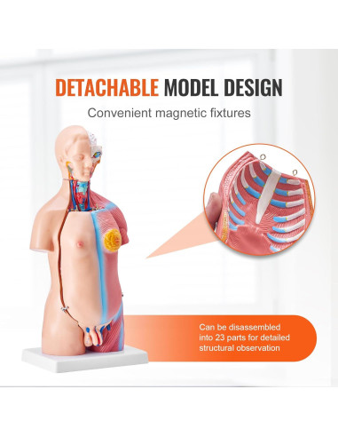 Modelo de Anatomía del Cuerpo Humano VEVOR 45 cm 23 Piezas