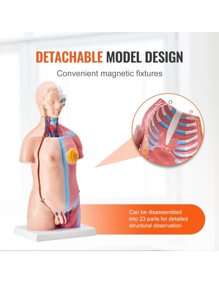 Modelo de Anatomía del Cuerpo Humano VEVOR 45 cm 23 Piezas Modelo de Anatomía del Cuerpo Humano VEVOR 45 cm 23 Piezas