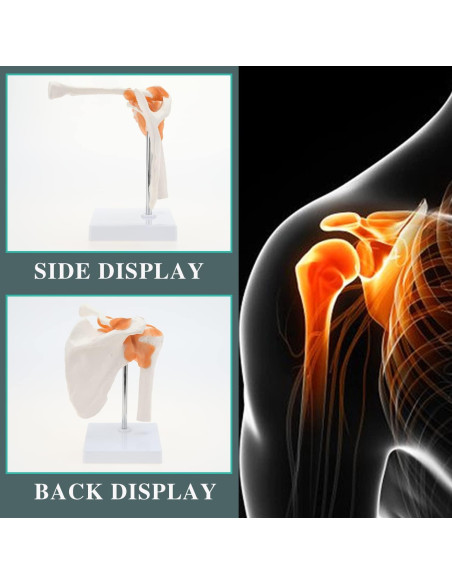 Modelo de Anatomía del Hombro RONTEN con Ligamentos Funcionales Modelo de Anatomía del Hombro RONTEN con Ligamentos Funcionales