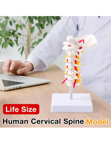 Modelo de Columna Cervical Japard a Tamaño Real para Educación Médica