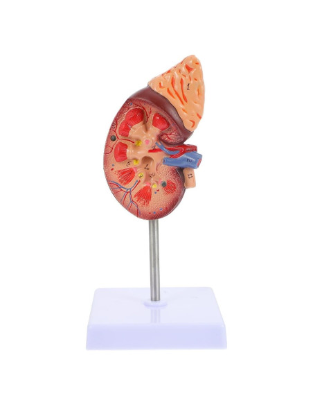 Modelo de Riñón Amosfun 1:1 para Anatomía y Biología Modelo de Riñón Amosfun 1:1 para Anatomía y Biología