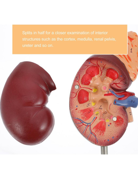 Modelo de Riñón Amosfun 1:1 para Anatomía y Biología Modelo de Riñón Amosfun 1:1 para Anatomía y Biología