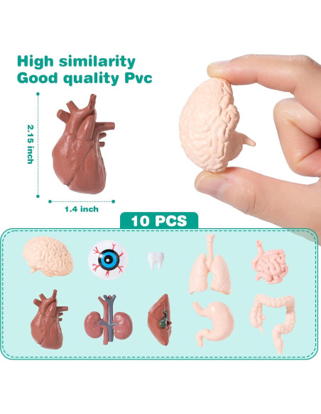 Modelo de Cuerpo Humano en Miniatura 10 Piezas PVC LinhaiLove Modelo de Cuerpo Humano en Miniatura 10 Piezas PVC LinhaiLove