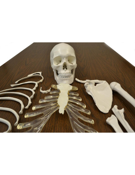 Modelo de Esqueleto Humano Desarticulado hBARSCI 62" Calidad Médica Modelo de Esqueleto Humano Desarticulado hBARSCI 62" Calidad Médica