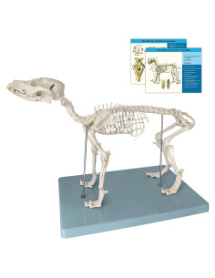 Modelo Esquelético Canino JNMFTD 31.75cm PVC Articulado