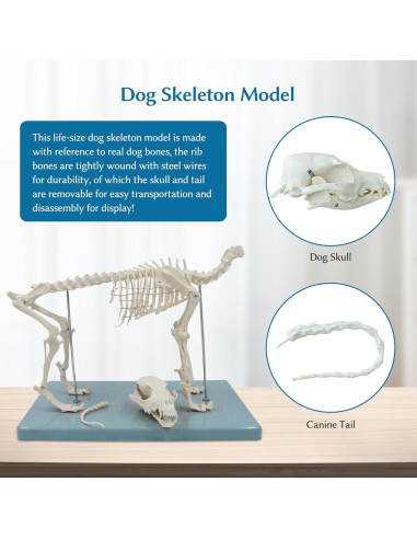 Modelo Esquelético Canino JNMFTD 31.75cm PVC Articulado
