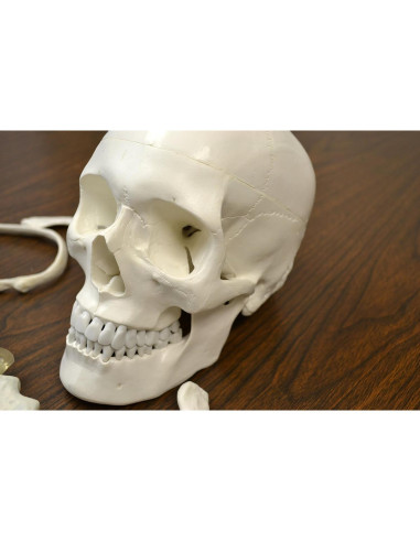 Modelo de Esqueleto Humano Desarticulado hBARSCI 62" Calidad Médica
