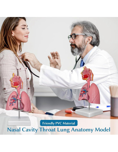 Modelo de Anatomía Cavidad Nasal y Pulmón SFXYJ 1/2 Escala