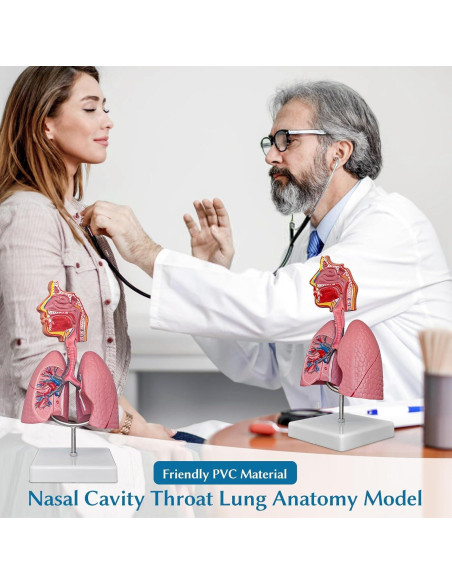 Modelo de Anatomía Cavidad Nasal y Pulmón SFXYJ 1/2 Escala Modelo de Anatomía Cavidad Nasal y Pulmón SFXYJ 1/2 Escala