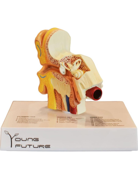 Modelo 3D de Anatomía del Oído Humano - Wuxi Yanyang, 44.5x36.8x45.7 cm Modelo 3D de Anatomía del Oído Humano - Wuxi Yanyang, 44.5x36.8x45.7 cm