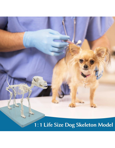 Modelo Esquelético Canino JNMFTD 31.75cm PVC Articulado