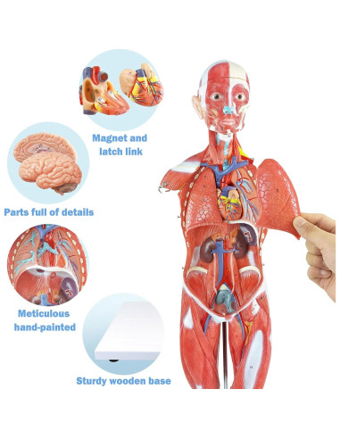 Modelo de Cuerpo Humano 1/2 Escala 27 Partes PVC Educativo