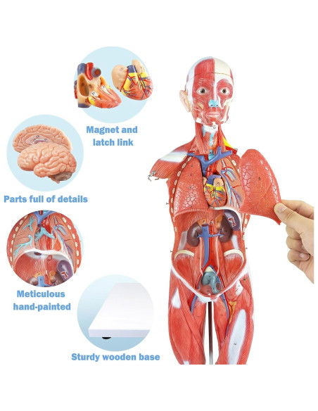 Modelo de Cuerpo Humano 1/2 Escala 27 Partes PVC Educativo Modelo de Cuerpo Humano 1/2 Escala 27 Partes PVC Educativo