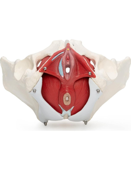 Modelo Anatómico de Pelvis Femenina Wellden, 6 partes, Tamaño Real Modelo Anatómico de Pelvis Femenina Wellden, 6 partes, Tamaño Real