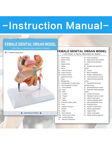 Modelo Anatómico Genital Femenino Merinden 4 Partes Realista