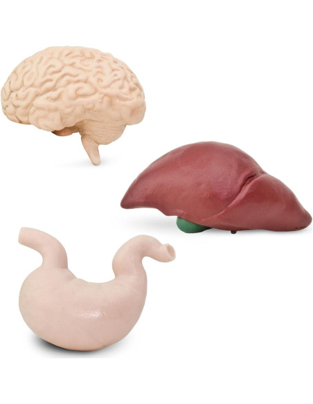 Safari TOOB Órganos Humanos - 8 Figuras Educativas para Niños Safari TOOB Órganos Humanos - 8 Figuras Educativas para Niños