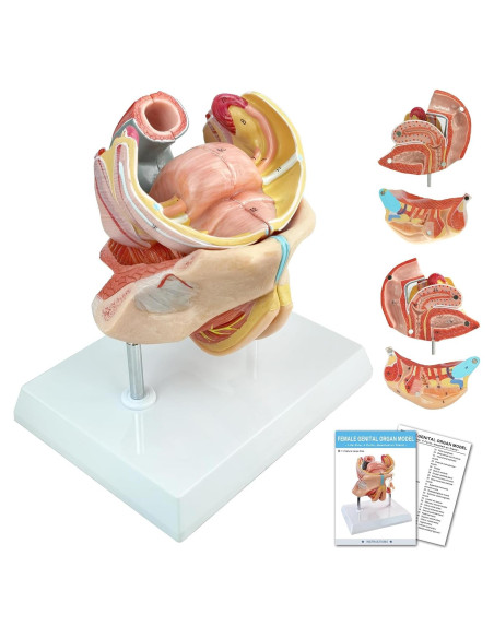 Modelo Anatómico Genital Femenino HADWYN 4 Partes 13x12x14cm Modelo Anatómico Genital Femenino HADWYN 4 Partes 13x12x14cm