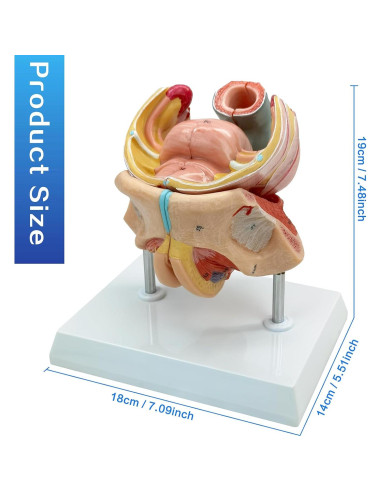 Modelo Anatómico Genital Femenino HADWYN 4 Partes 13x12x14cm