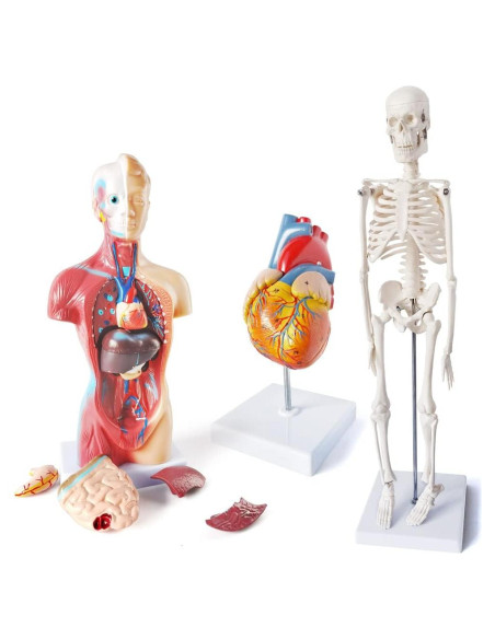Juego de Modelos de Anatomía Médica Merinden - Torso, Corazón y Esqueleto Juego de Modelos de Anatomía Médica Merinden - Torso, Corazón y Esqueleto