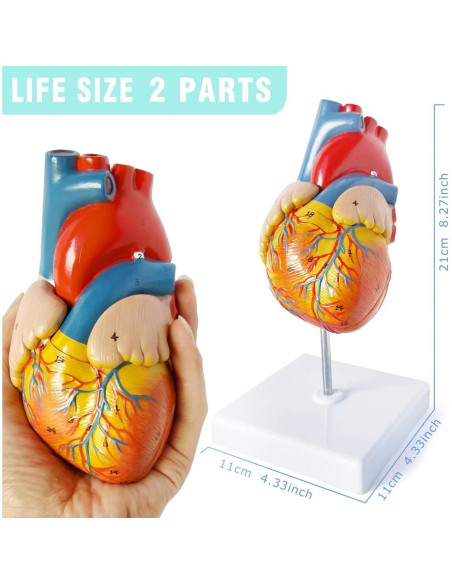 Juego de Modelos de Anatomía Médica Merinden - Torso, Corazón y Esqueleto Juego de Modelos de Anatomía Médica Merinden - Torso, Corazón y Esqueleto