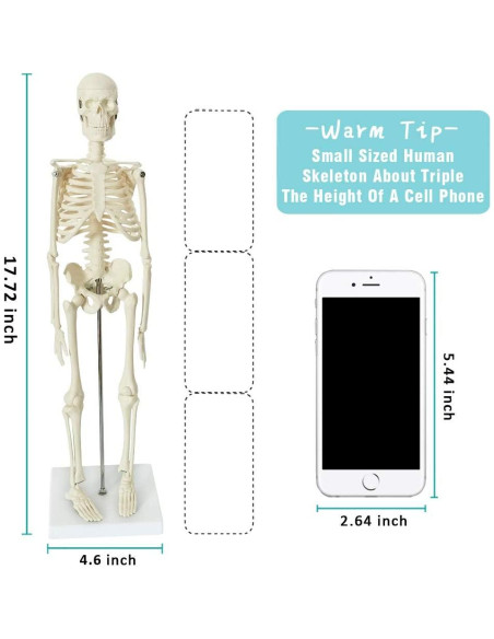 Juego de Modelos de Anatomía Médica Merinden - Torso, Corazón y Esqueleto Juego de Modelos de Anatomía Médica Merinden - Torso, Corazón y Esqueleto