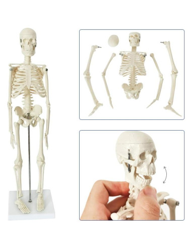 Juego de Modelos de Anatomía Médica Merinden - Torso, Corazón y Esqueleto
